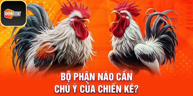 Cách xem chân gà đá 3