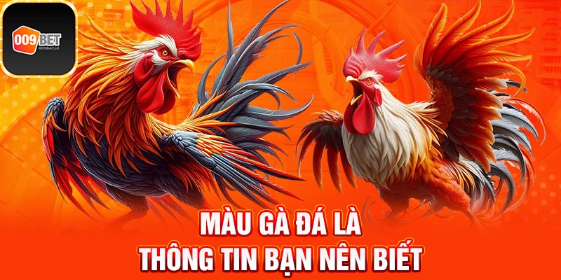 Cách xem màu gà đá 2