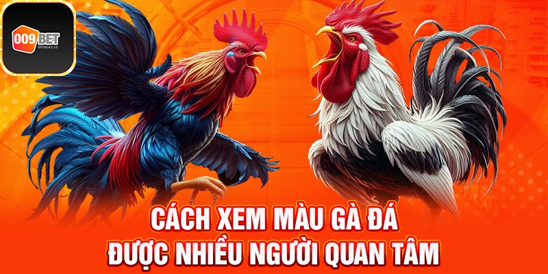 Cách xem màu gà đá 3