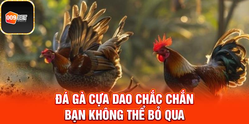Đá gà cựa dao 2