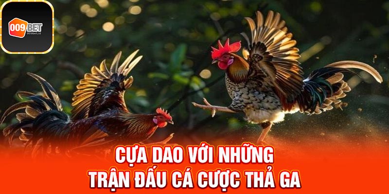 Đá gà cựa dao 3