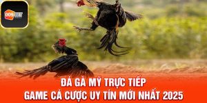Đá gà Mỹ trực tiếp 1