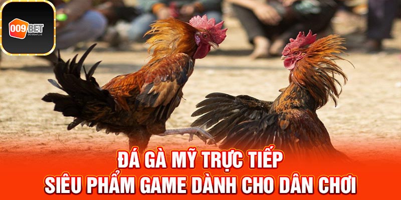 Đá gà Mỹ trực tiếp 2