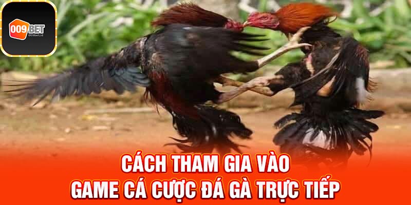 đá gà Mỹ trực tiếp 3
