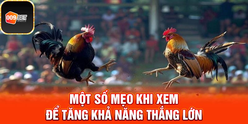 Đá gà Mỹ trực tiếp 4