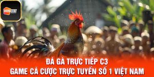 Đá gà trực tiếp C3 1