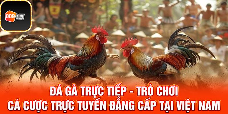 Đá gà trực tiếp c3 2